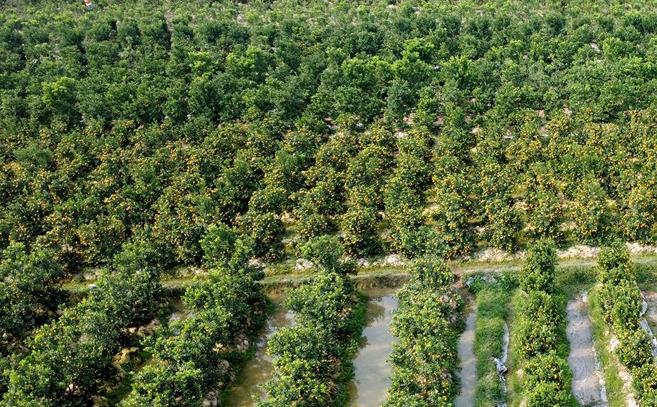 Nhà vườn phấn khởi khi thương lái chốt sớm và đạt giá cao.