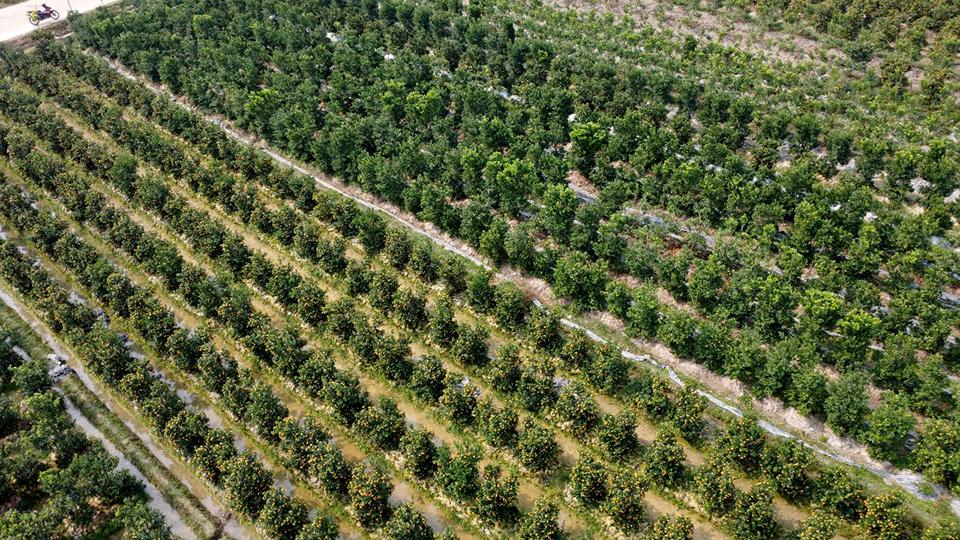 Tết Nguyên đán 2025 đang đến gần, với những nỗ lực trong việc chăm sóc và đầu tư,