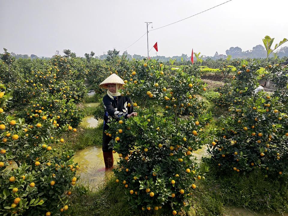 Quất được các nhà vườn bán theo luống, tùy thuộc chất lượng cây mà giá thành khác nhau.