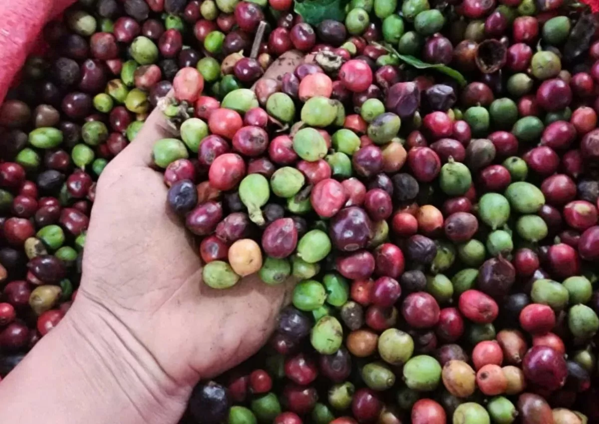 Giá cà phê hôm nay 27/12/2024: Giá cà phê trong nước Giá cà phê hôm nay 27/12/2024: Giá cà phê trong nước