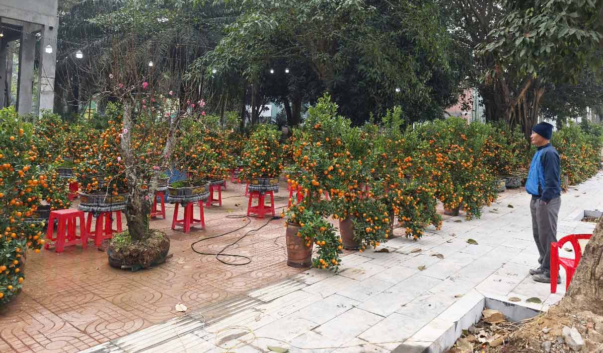 Hàng trăm cây quất cảnh trên đường Trường Thi chờ khách hàng. Ảnh: Quang Đại