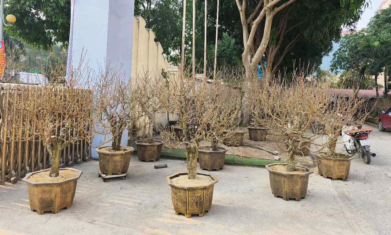 Những gốc đào Tây Bắc này được bán với giá 5 triệu đồng/gốc. Ảnh: Quang Đại
