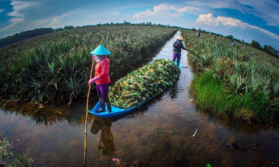 Cây khóm là một trong những cây trồng chủ lực, đặc trưng của chương trình phát triển nông nghiệp tỉnh Hậu Giang giai đoạn 2021 - 2025. chi-nha-khoa-tu-to-la-khom-2.jpg