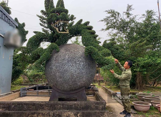 16 đời giữ nghề trồng cây cảnh nghệ thuật ở Nam Định