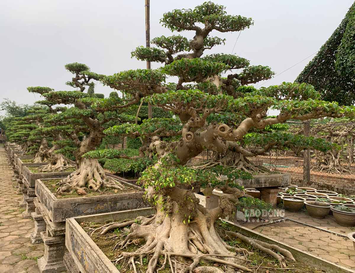 Làng cây cảnh Vị Khê