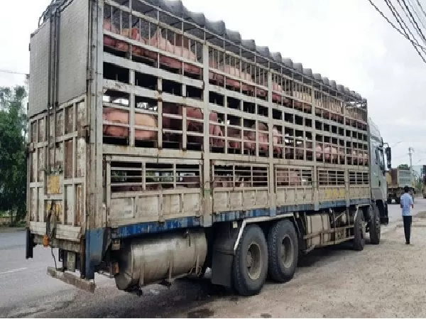 Lào Cai: Quyết liệt phòng, chống dịch bệnh gia súc, gia cầm Lào Cai: Quyết liệt phòng, chống dịch bệnh gia súc, gia cầm
