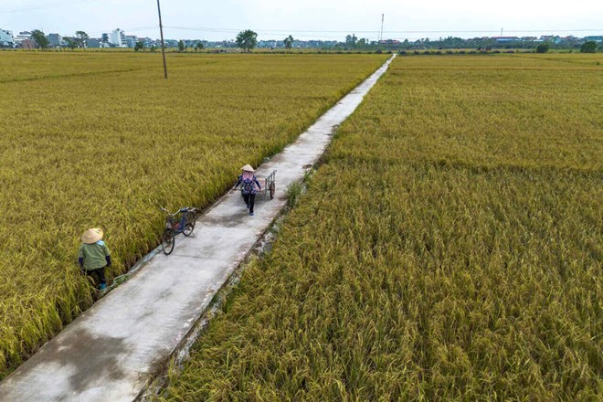 Nông dân Hải Dương phấn khởi với chính sách hỗ trợ mới