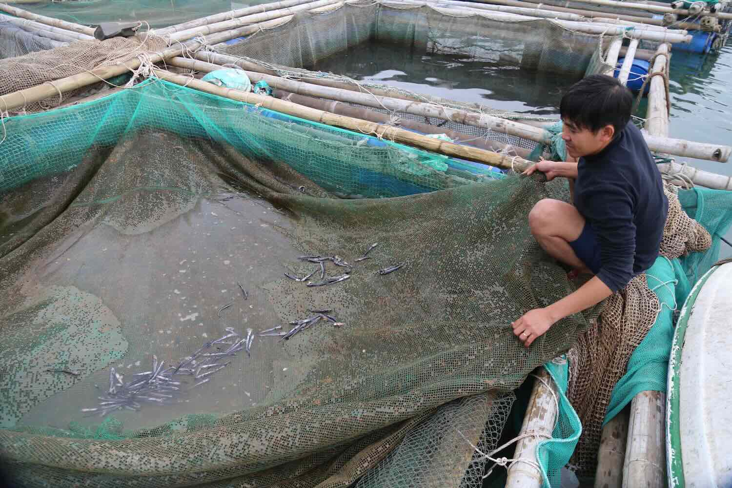 Người dân lo lắng mất sinh kế khi cá chết hàng loạt. Ảnh: Văn Nhi