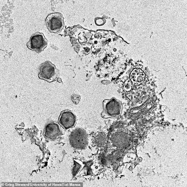 phat-hien-hang-tram-virus-khong-lo-bi-an-dang-an-nau-duoi-dai-duong-2.jpg
