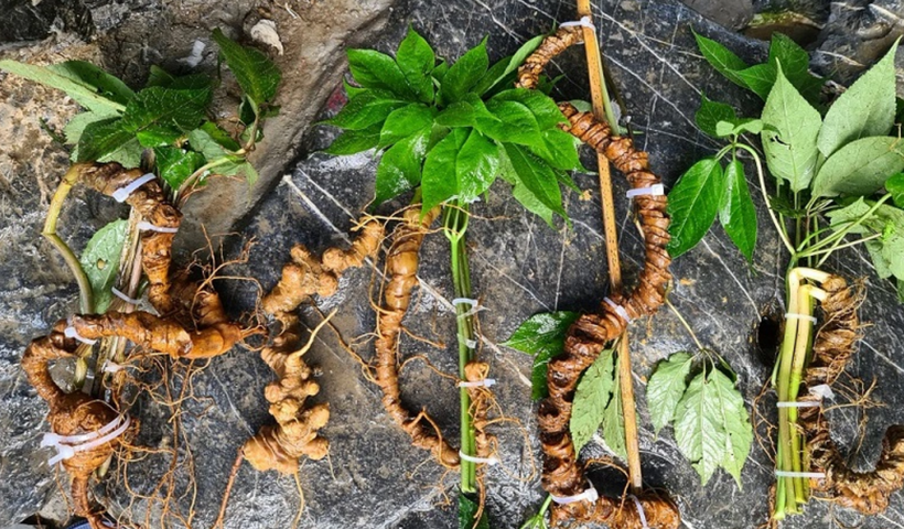 Tỉnh Lai Châu đặt mục tiêu sẽ phát triển sâm theo hướng bền vững, không mở rộng tràn lan.