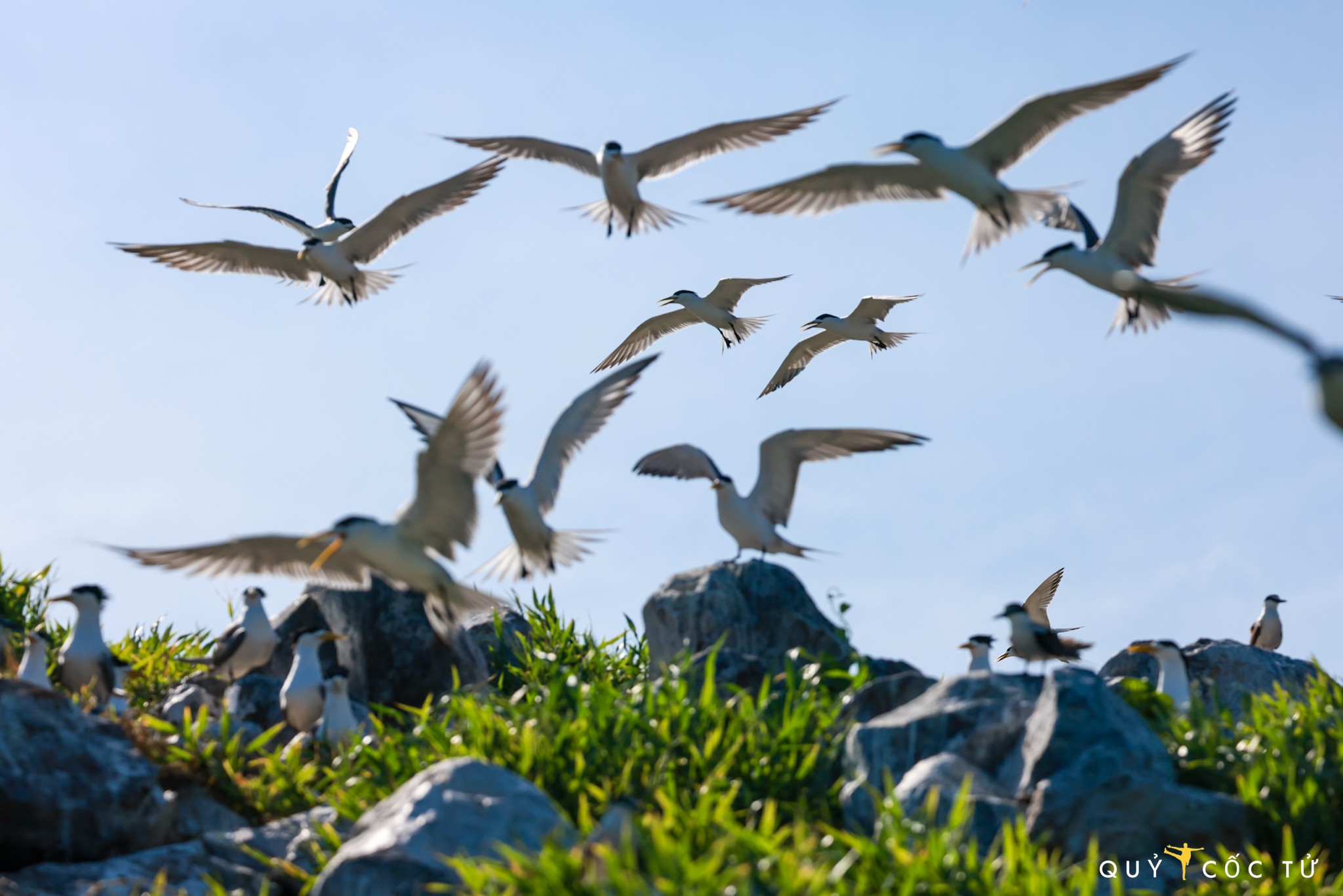 Hòn Trứng nổi bật với thiên nhiên hoang sơ, hùng vỹ và đặc biệt hơn là nơi cư trú của hơn 80 loài chim khác nhau. Trong đó, chim nhạn là loài đông dân số nhất.