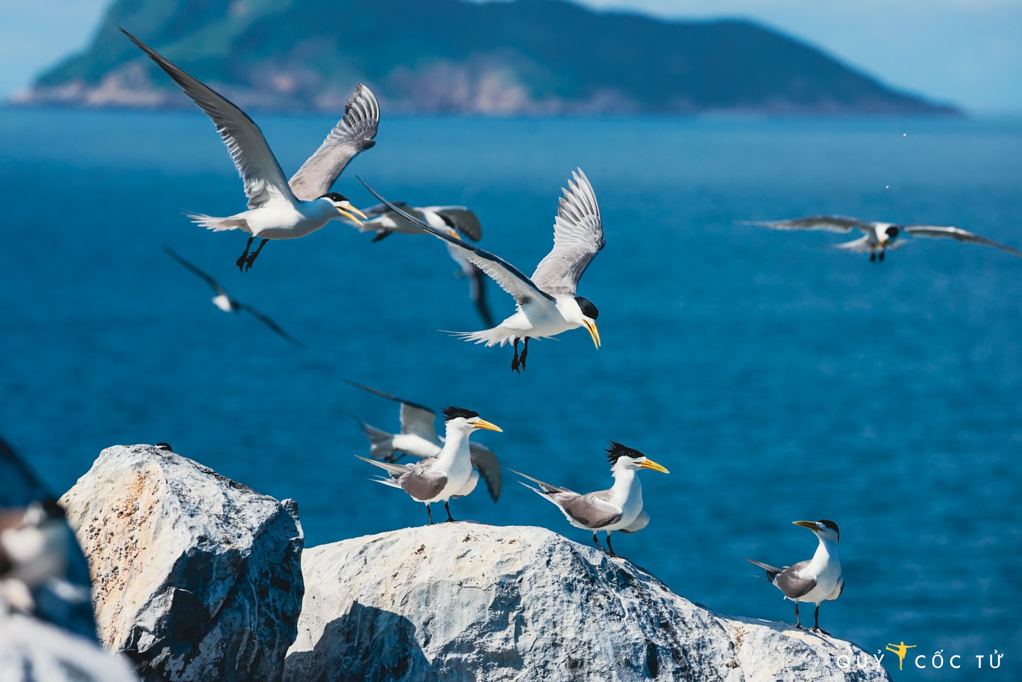 Những con chim nhàn mào lớn ung dung sưởi nắng trên Hòn Trứng. Nhàn mào là loại chim biển trong họ Mòng biển, có chiếc mào đen rất đặc trưng.