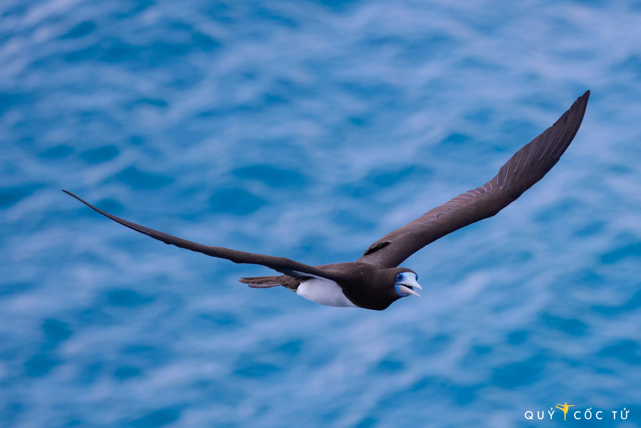 Hiện trên Hòn Trứng đã ghi nhận một số loài chim biển di cư về làm tổ và sinh sản như: Nhàn lưng đen, Nhàn mào lớn, Nhàn đầu xám, Chim điên bụng trắng, Yến hông trắng, nhàn hồng...