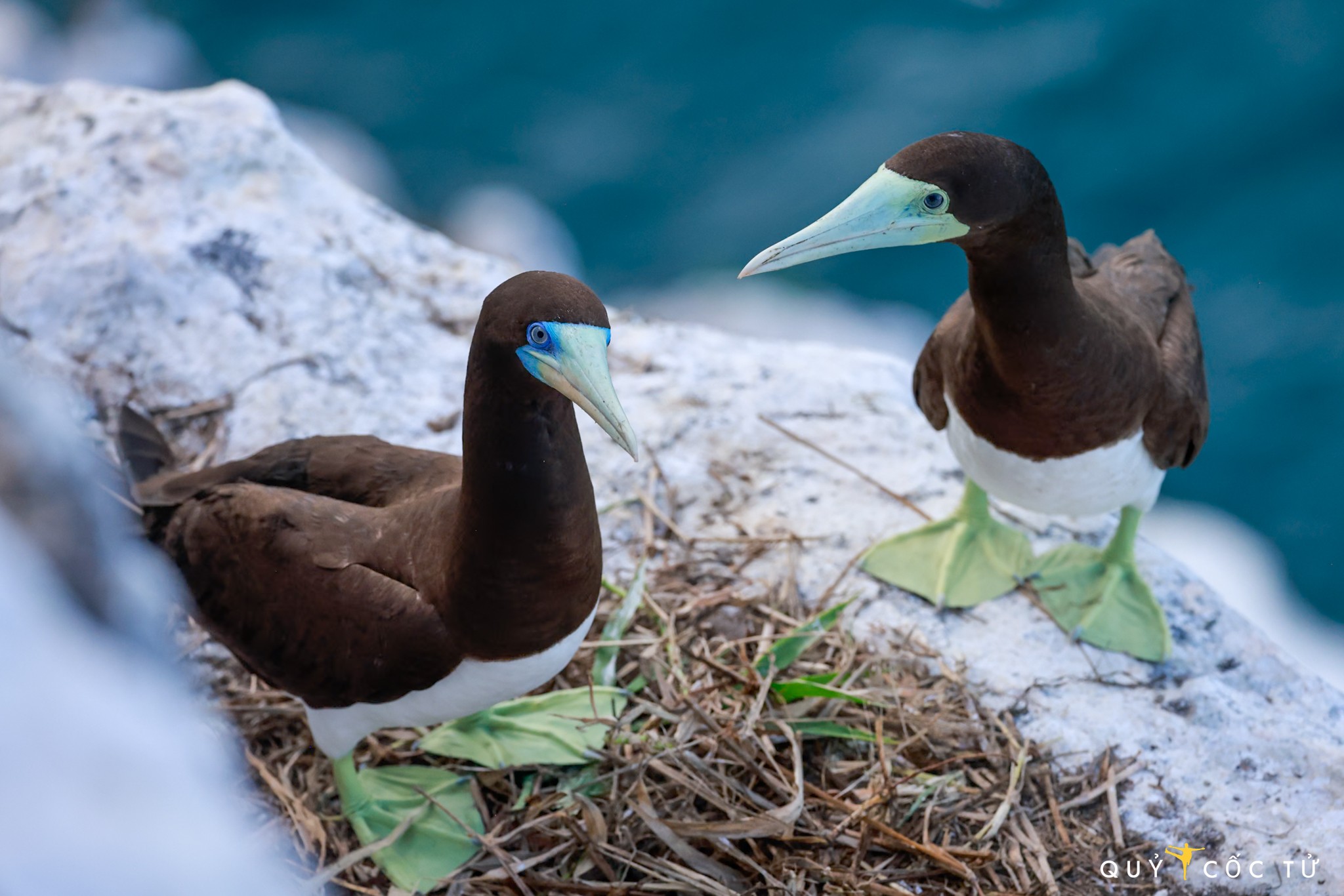 Chim điên bụng trắng có mắt và đôi chân màu xanh khác biệt.