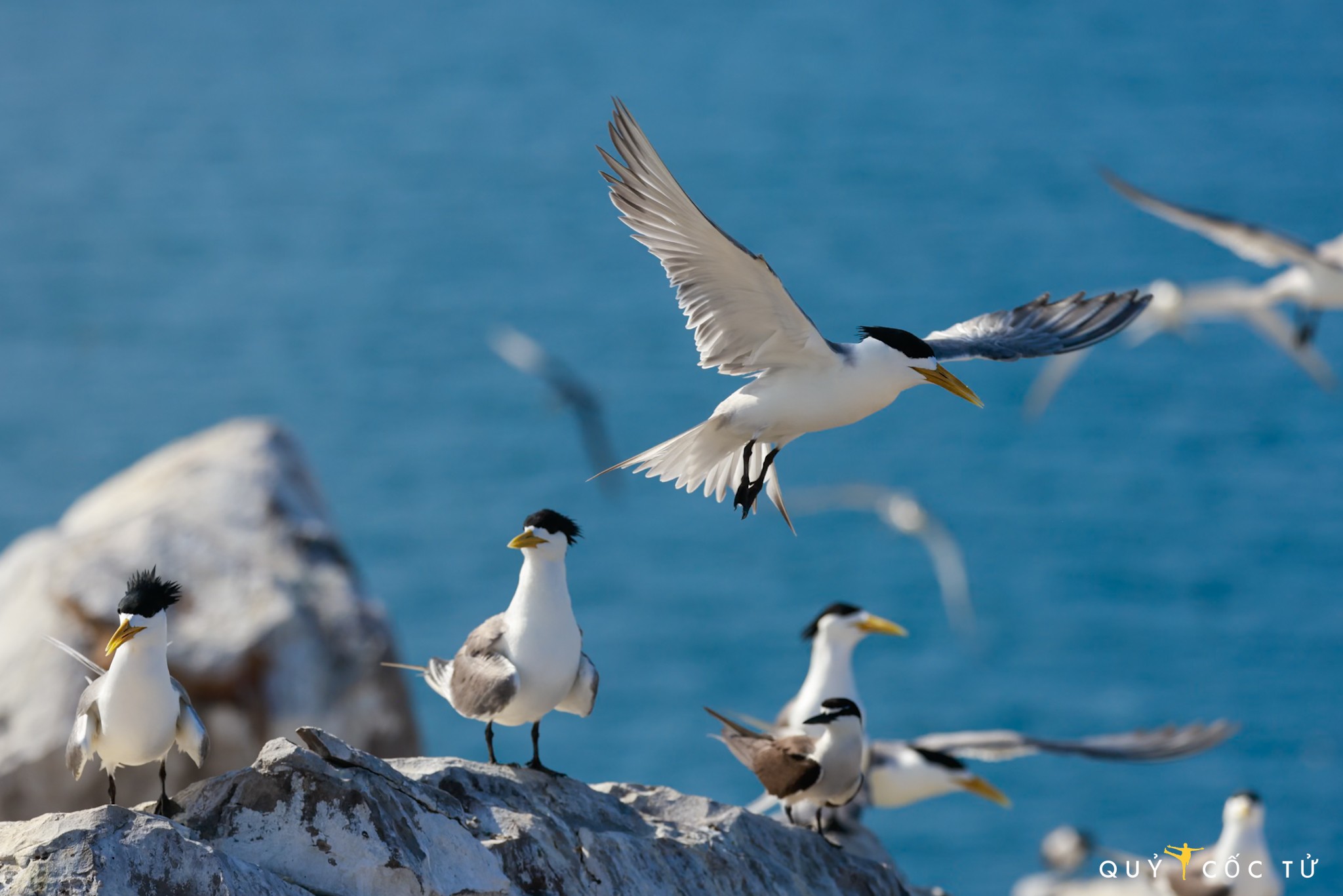 Dù lực lượng kiểm lâm của Vườn quốc gia Côn Đảo luôn túc trực bảo vệ đặc biệt nhưng Hòn Trứng từng có thời gian bị tấn công, trộm trứng bắt chim. Hiện nay, nhờ hệ thống “mắt thần” camera an ninh mà những hành động xâm hại môi trường Hòn Trứng đều dễ dàng bị phát hiện.