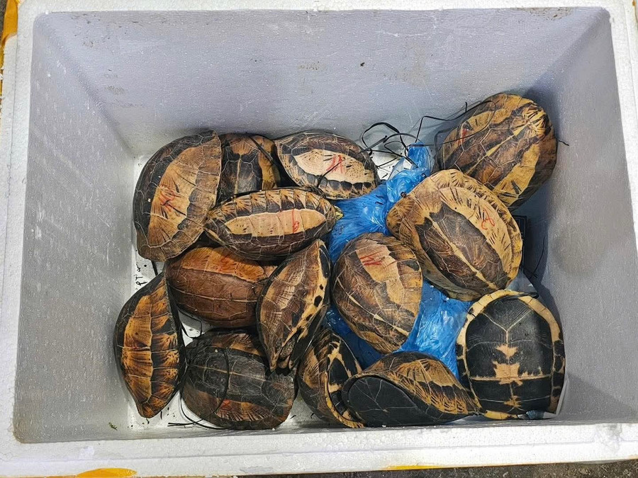 Các cá thể rùa quý hiếm bị vận chuyển, mua bán trái phép. (Ảnh: CATQ)