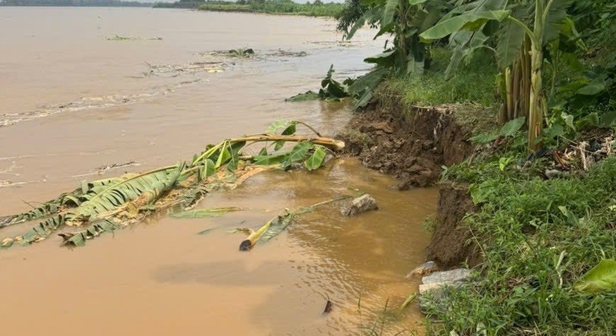 Sạt lở sau mưa lớn, nhiều diện tích chuối và hoa màu bị cuốn trôi.