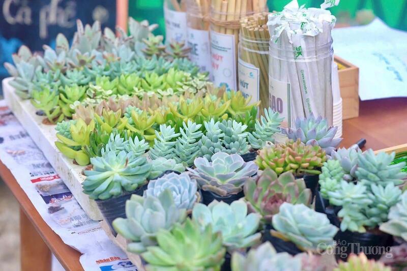 Những chậu sen đá, hạt giống, hay những món quà làm từ vật dụng tái chế sẽ được trao tặng lại cho những ai mang sách, quần áo,... tới đổi