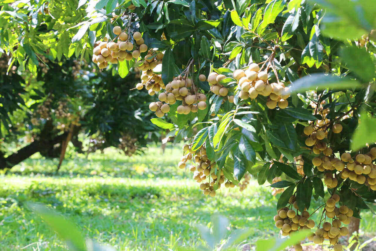 Nhãn Sơn Thuỷ vỏ mỏng, cùi dày, ngọt thanh đã từng được xuất khẩu qua thị trường Châu Âu (EU). Ảnh: Bình Khang