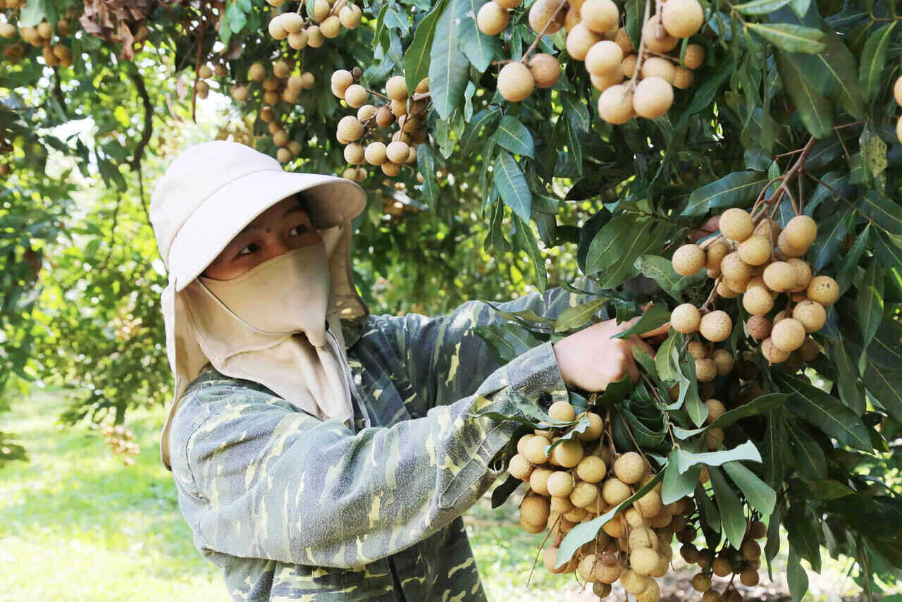 Năm nay, nhãn Sơn Thuỷ được mùa. Ảnh: Bình Khang
