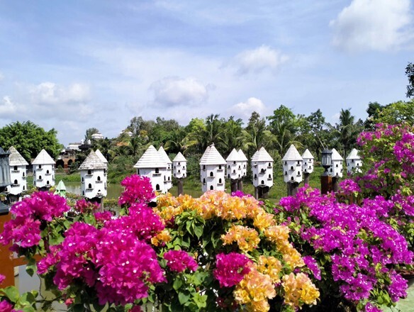 Dàn hoa giấy rực rỡ sắc màu bung nở nhân dịp lễ Quốc khánh