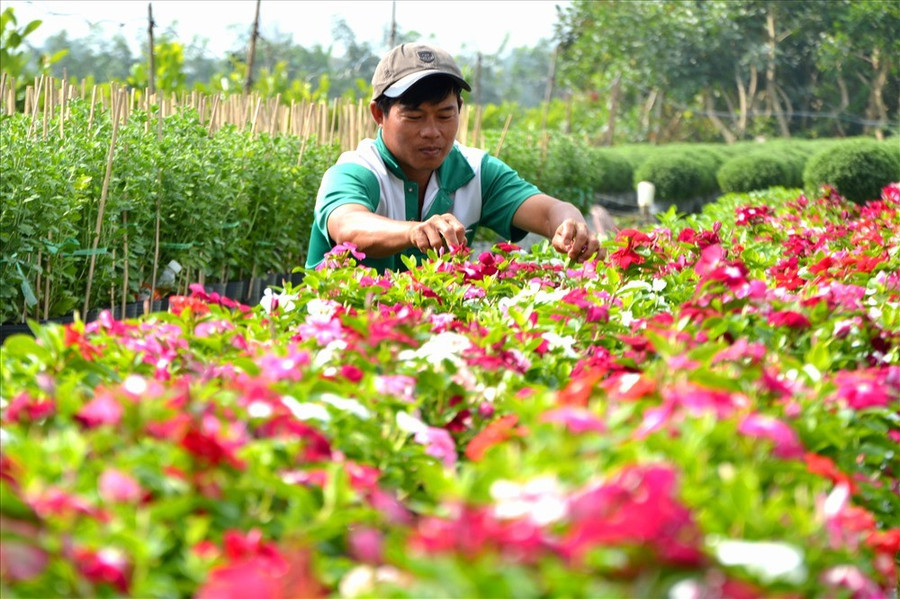 Làng hoa Sa Đéc, một trong những địa điểm du lịch thu hút đông du khách khi đặt chân đến Đồng Tháp.