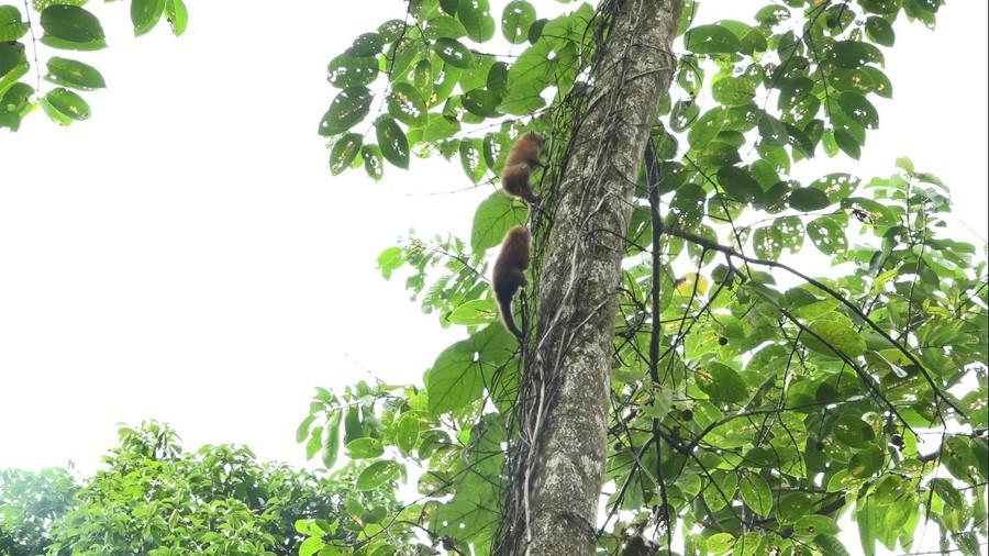 Hai cá thể Cu li nhỏ được thả về rừng tự nhiên an toàn. 1000041037.jpg