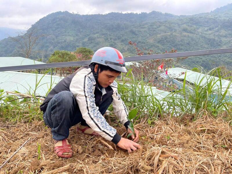 Phụ huynh trường Phổ thông dân tộc bán trú tiểu học & THCS Trà Nam cùng tham gia trong việc trồng dược liệu, phát triển vườn rau để giúp thầy cô giáo