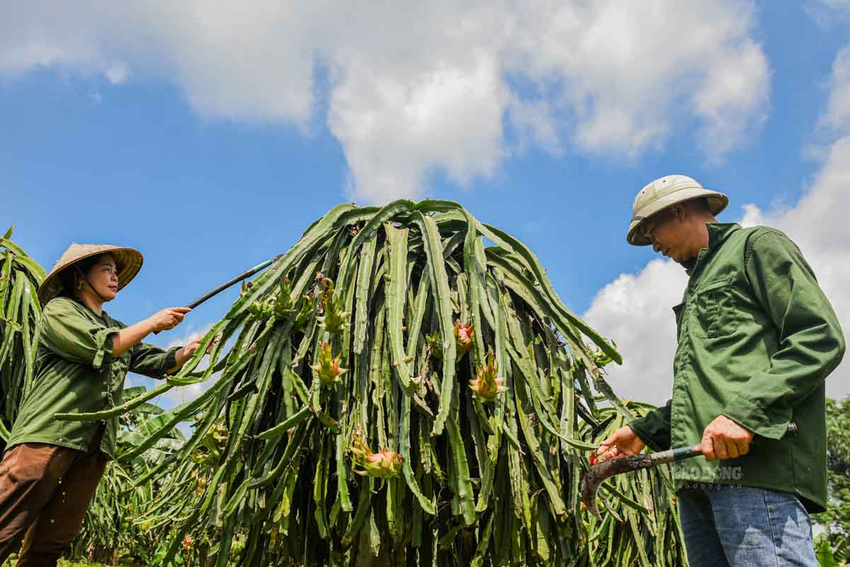 Cách đây 17 năm, ít ai nghĩ trên vùng đất vốn quen với chè và cam, cây thanh long ruột đỏ lại bén rễ và trở thành cây trồng chủ lực.