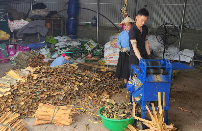 Các hộ dân thu hoạch quế sơ chế và phân loại trước khi bán cho các công ty, thương lái. Ảnh: CTV