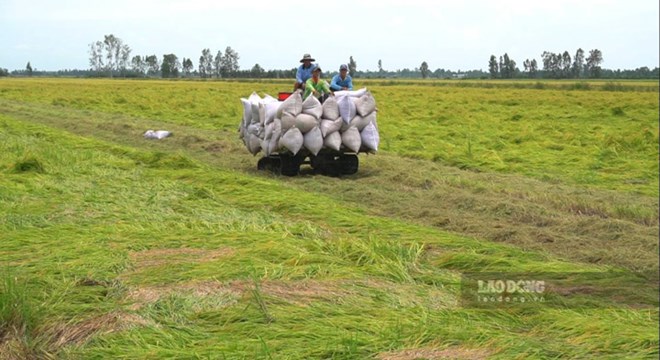 Tính đến năm 2020, gần 1 nửa diện tích đất nông nghiệp bị thoái hoá. Ảnh: Phong Linh.