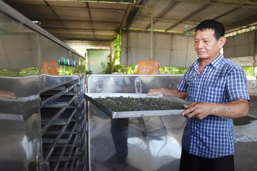 Chè tươi được ông Đồng cho vào máy sấy khô. che-anh-son-3.jpg