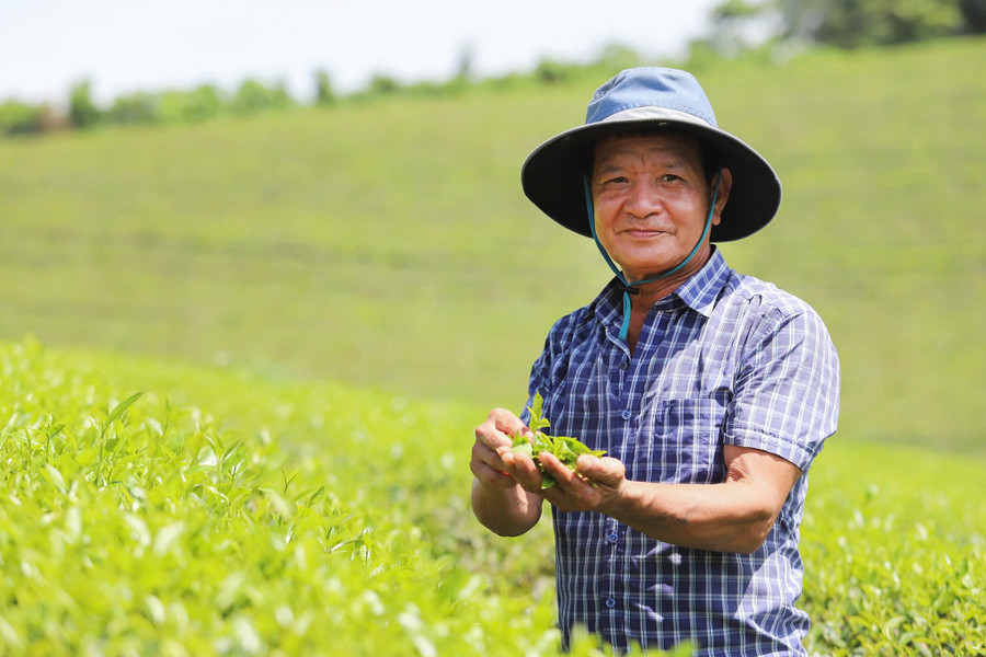 Ông Võ Văn Đồng bên đồi chè của gia đình. che-anh-son-2.jpg