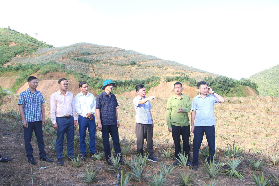 Ông Tạ Mạnh Cường, Bí thư Đảng ủy xã Búng Lao (thứ 3 bên phải) cùng đoàn công tác của xã thăm mô hình dứa của Nhân dân.