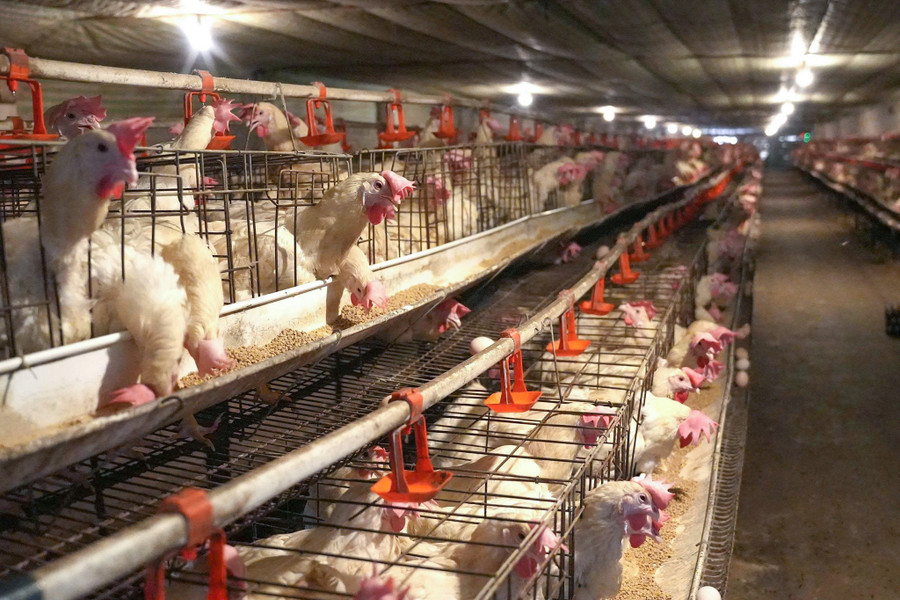 Trại gà của ông Sơn sử dụng hệ thống làm mát để kiểm soát nhiệt độ. 57208a0a9e6b12354b7a.jpg