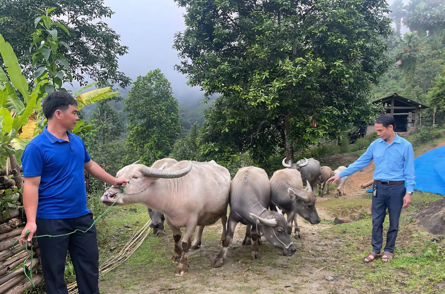 Mô hình nuôi trâu sinh sản mang lại thu nhập ổn định cho gia đình anh Hoàng Văn Việt, thôn Nậm Khương, xã Khuôn Lùng. (Ảnh: Hồng Nhung)
