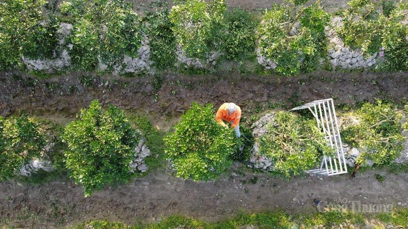 Giá mỗi cây quất từ 600 nghìn đến vài triệu đồng, tùy vào chất lượng.