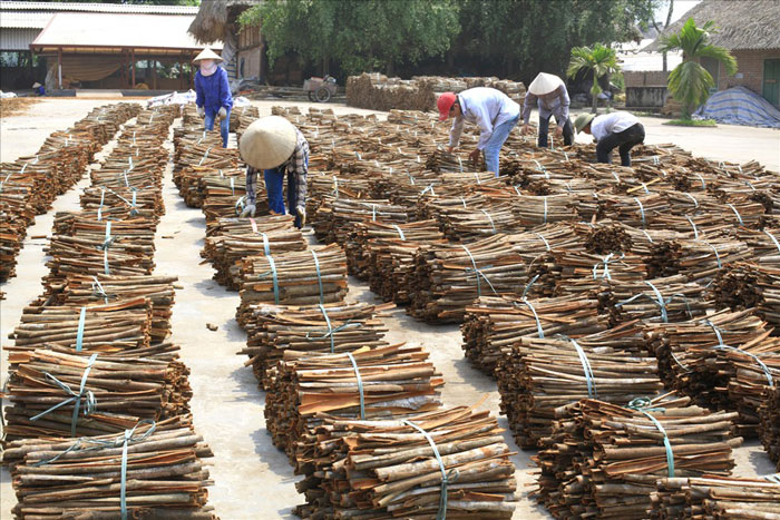 Sau khi thu hoạch quế sẽ được bán tươi hoặc phơi khô rồi bán cho các doanh nghiệp.