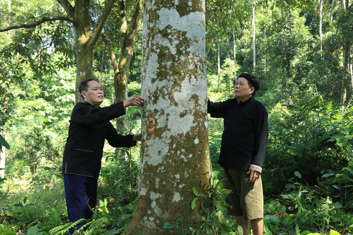 Người dân địa phương gọi cây quế là “cây hạnh phúc”