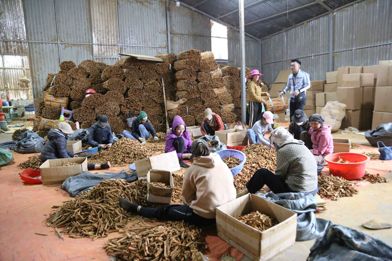 Cây quế đã giải quyết việc làm, giúp nhiều hộ dân ở Xuân Ái thoát nghèo. Ảnh: Duy Dũng