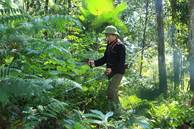 Người dân đã hình thành thói quen làm quế hữu cơ. Ảnh: Thanh Tiến.