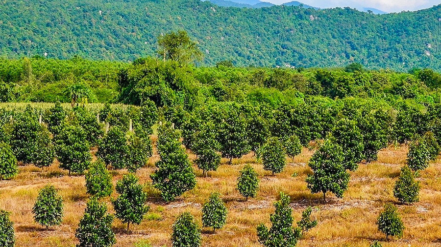 Cây ăn trái dọc kênh Châu Tá 812. z7335901585319-a7515e0f5faa3dd854948b7e81469bb0.jpg