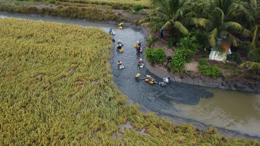 Vùng chuyên canh lúa - tôm sinh thái ở Cà Mau. 470056702-1149780263237558-7460646404304327217-n.jpg