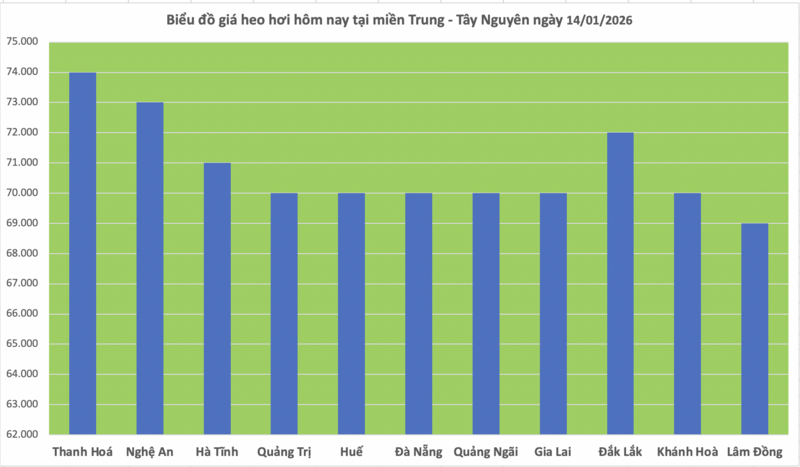 Giá heo hơi hôm nay 14/1/2026: Miền Bắc lập đỉnh mới 76.000 đồng/kg - 2