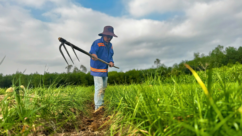 Thôn Long Yên được xem là một trong những “thủ phủ” trồng kiệu củ của tỉnh Quảng Ngãi. Ảnh: Nguyễn Dương