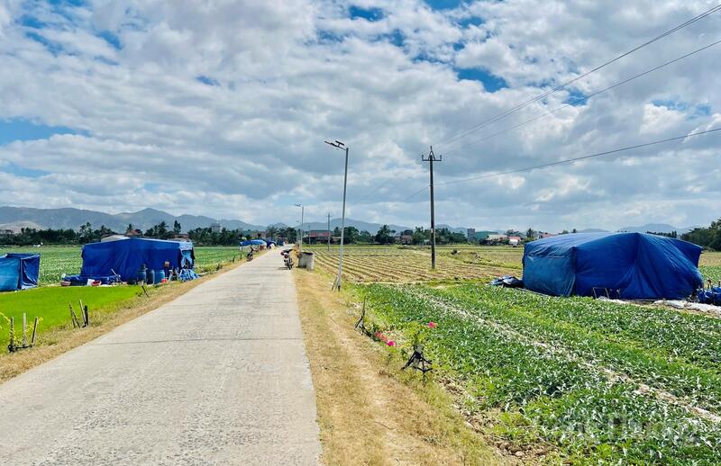 Tại cánh đồng xã Ia Pa, nhiều nhóm nông dân dựng chòi cạnh nhau để tiện hỗ trợ, động viên trong quá trình sản xuất.