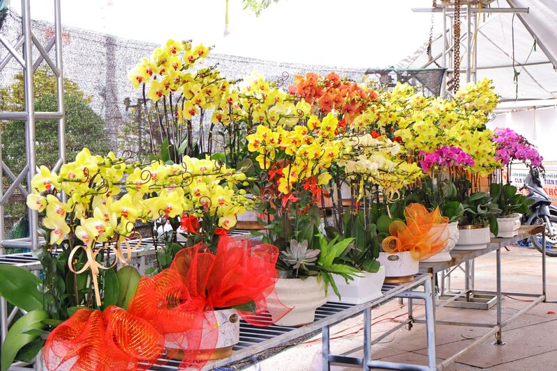 Chị Trần Thị Bích Liên (trú tại Đà Nẵng) cho biết, năm nay, chị mang hơn 100 chậu lan hồ điệp đến chợ hoa, tất cả đều nhập từ Đà Lạt. Ảnh: Diễm Phúc