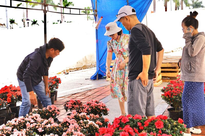 Nhiều tiểu thương chia sẻ, do thời tiết năm nay thất thường nên hoa cũng không được đẹp, trổ không đều, giá cũng sẽ thấp hơn các năm trước. Ảnh: Diễm Phúc