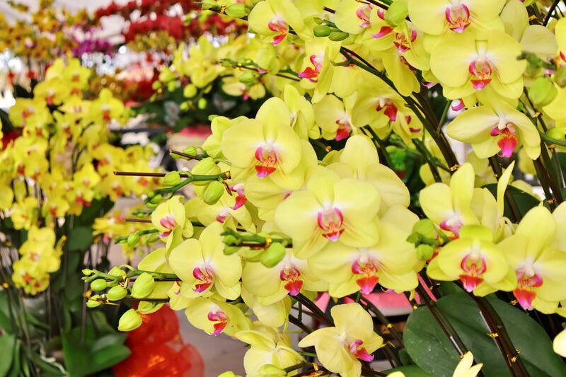 “Lan tùy vào giá trị, dao động từ 3 - 10 triệu đồng/chậu, còn loại lớn đều có giá trên 20 triệu đồng/chậu, chủ yếu phục vụ các tệp khách hàng mua chưng tại công ty, cơ quan. Đặc biệt, tôi thường trang trí theo yêu cầu và chở tận nơi giúp khách hàng nên họ rất thích”, chị Liên cho biết. Ảnh: Diễm Phúc