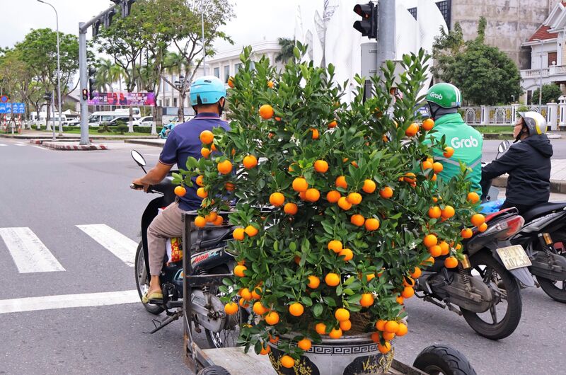 Bên cạnh việc bày bán hoa, cây cảnh, dịch vụ chở hoa dịp tết Nguyên đán cũng tấp nập không kém. Anh Lê Hoàng Hưng (trú tại phường Hải Châu, TP. Đà Nẵng) cho biết, mỗi chuyến anh kiếm được 100.000 - 200.000 đồng tùy giá trị, sức nặng và quãng đường chở, nếu thường xuyên có thể kiếm được 800.000 đồng/ngày. Ảnh: Diễm Phúc